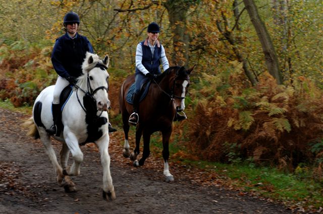 Delamere Forest Cheshire