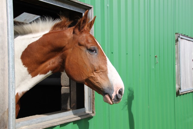 Discover the beautiful Sefton Coastline on horseback